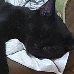 Meet your Posher, Nellie